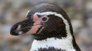 A close up view of a Humboldt Penguin in profile, showing its large black beak, dark head with white stripe, and pink cheeks.