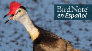 Comb-crested Jacana carrying a chick. "BirdNote en Español" appears above the bird.