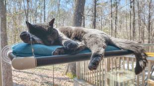 Gray cat lays on small shelf attached to window 