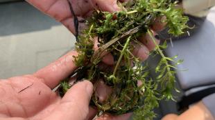 A pair of hands holding a piece of hydrilla