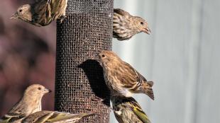 A group of about six pine siskins share a feast at a feeder