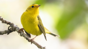 Warbler stands perched on tree branch