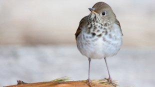 Small gray and white bird stands on tree bark