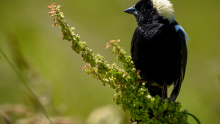 A male Bobolink perches on a branch