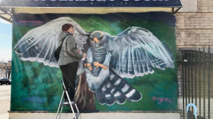 Below awning that reads "Amsterdam Sushi," woman stands on ladder in front of large mural of gray hawk