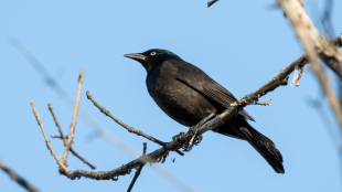 Black bird perched on branch high in a tree with the blue sky in the background