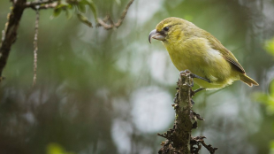 Yellow and white bird perched on tree branch