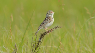 Bairds Sparrow perches on tall grass