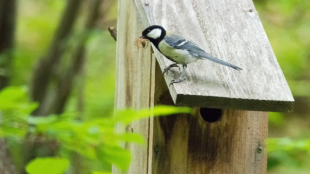 Japanese Tit stands on roof of nest box