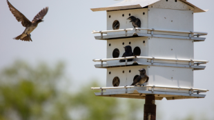 A Purple Martin flies up to a birdhouse mounted on a pole