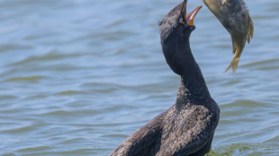 A Double-crested Cormorant tosses a fish it has just caught into the air to swallow it