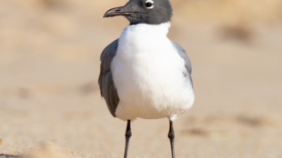 Una gaviota con cabeza negra y pecho blanco. 