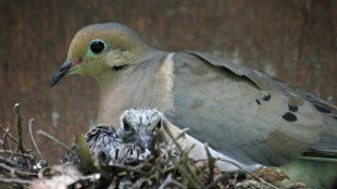 An adult Mourning Dove sits on a nest with one nestling peeking over the top