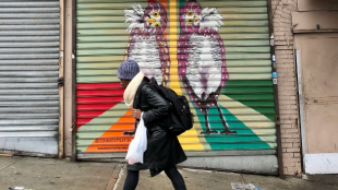 Two Burrowing Owls painted on a business's security fence with their heads tilted, and a person walking past on the sidewalk