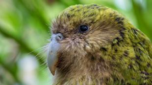 Kakapo