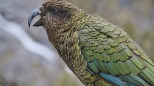 A Kea seen in profile, beak open, showing its glossy olive green plumage