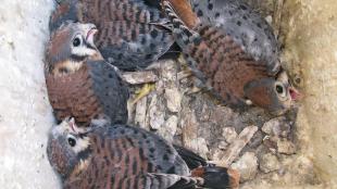 Kestrel nestlings in a nest box