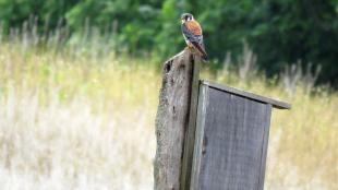 Kestrel at nesting box