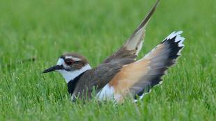 Killdeer doing a broken wing distraction