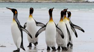 King Penguins