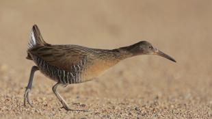 King Rail