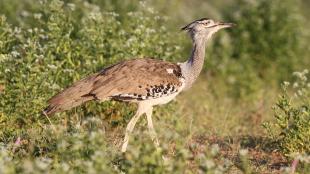 A large long-legged light brown bird with a slender long neck walks amidst sunlit greenery.