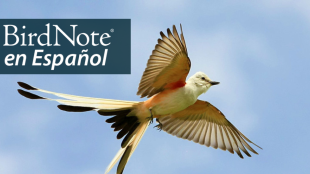 Scissor-tailed Flycatcher in flight against a partly cloudy sky, the bird's tail showing the classic split, its pale wings showing red on the underside where it meets the body.