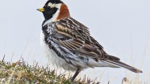 Lapland Longspur