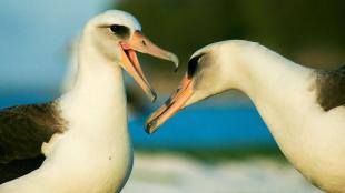 Two Laysan Albatross with their heads near each other, one with open beak