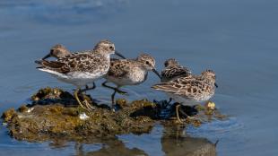 Several Least Sandpipers standing on a low seaweed-covered rock in calm blue water