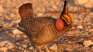 Male Lesser Prairie-Chicken