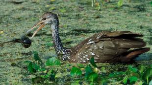 A Limpkin in greenery-filled water, holding a dark shining apple snail shell in its long slender beak.