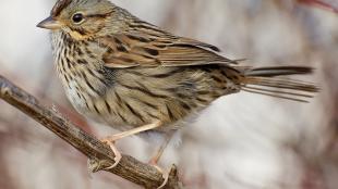 Lincoln's Sparrow