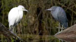 Little Blue Heron juvenile and adult