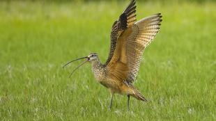 Long-billed Curlew