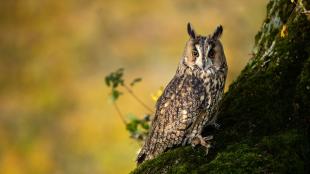 Long-eared Owl perched on side of tree, orange eyes gleaming