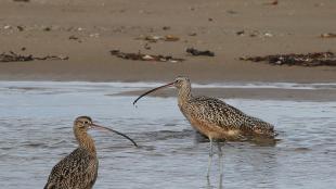 Long-billed Curlew in wetland