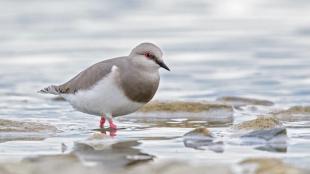 A dapper gray and white shorebird stepping through shallow water. The bird has a short sharp black bill, red eye, and pink legs.