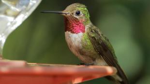 Male Broad-tailed Hummingbird at feeder