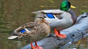 Mallard pair female left, male right