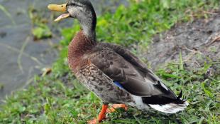 Male Mallard duck in eclipse plumage