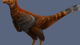 Asymmetrically feathered troodontid Jianianhualong tengi with mostly reddish brown feathers