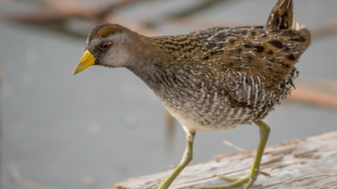 Sora walks across branch