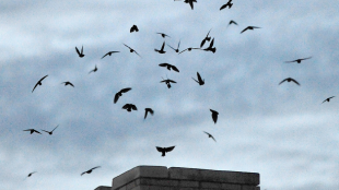 Swifts enter chimney to roost