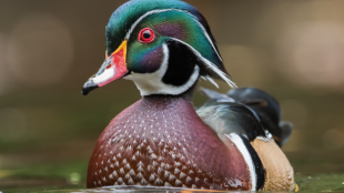 Closeup of wood duck facing forward, swimming across water