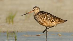 A Marbled Godwit seen in profile standing in water, one leg raised beneath its belly.