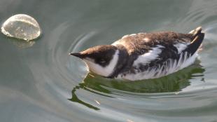 Marbled Murrelet