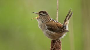 Marsh Wren