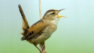 Marsh Wren perched on a stem, seen in profile, tail up, beak open, singing