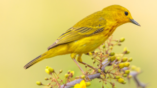 A Yellow Warbler perches on a branch with yellow flowers